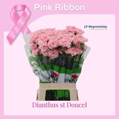 Dianthus Single Doncel 70cm