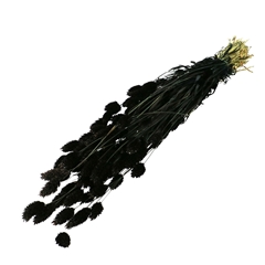 Dried Flowers Phalaris 70cm