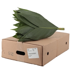 Chamaedorea Metallica Per Bunch 55cm