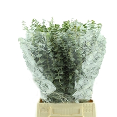 Eucalyptus Baby Blue Per Bunch 40cm 150gr.
