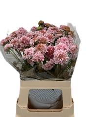 Scabiosa Bon Bon Scoop Punch 55cm