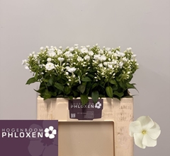 Phlox Danielle 50cm