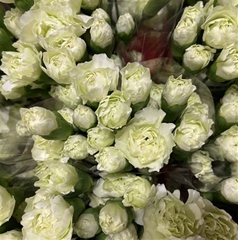 Dianthus Spray Cato 60cm