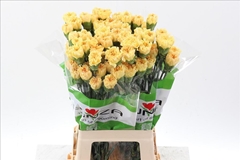 Dianthus Single Golden Gate 70cm