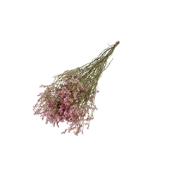 Dried Flowers Limonium Diamond 70cm