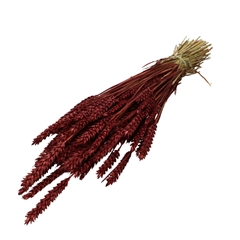 Dried Flowers Wheat 60-70cm