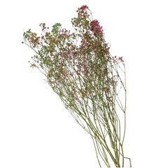 Dried Flowers Gyps 70cm 45g