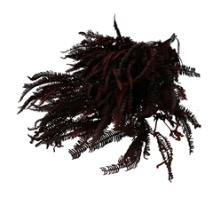 Dried Flowers Helecho 70cm