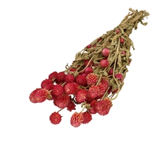 Dried Flowers Gomphrena 65cm 125g