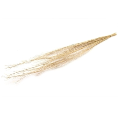 Dried Flowers Mustard Grass 90cm