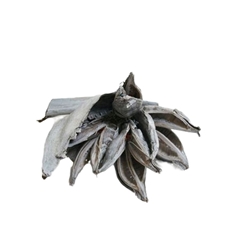 Dried Articles Sororoca Penca 35cm