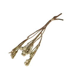 Dried Flowers Brunia 40cm X3