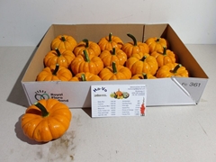 Cucurbita Pepo Jack Be Little 9cm