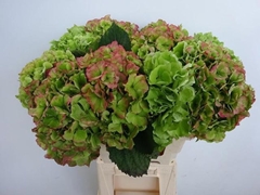 Hydrangea White Verena Classic 60cm 18-20cm Hd