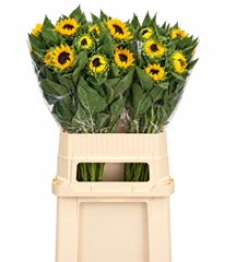 Helianthus Vincent's Choice 90cm