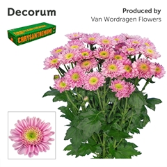 Chrysanth Spray Optimist 70cm 100gr.