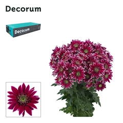 Chrysanth Spray Bolte 70cm 80gr.
