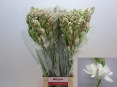 Polianthes Tuberosa 80cm