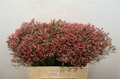 Limonium Sinense Max Diamond 60cm 30gr.