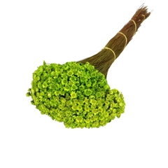 Dried Flowers Glixia 40cm 50g