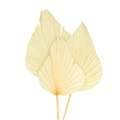 Dried Flowers Palm Spear 60cm X3