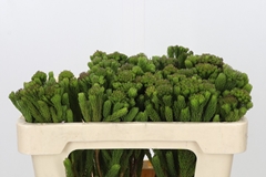 Brunia Albiflora Green 50cm