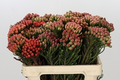Brunia Laevis Red 60cm