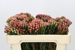 Brunia Laevis Red 50cm