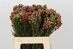 Brunia Laevis Red 60cm