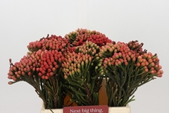 Brunia Laevis Red 40cm