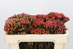 Brunia Laevis Red 50cm