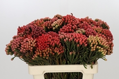 Brunia Laevis Red 60cm