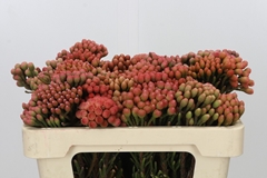 Brunia Laevis Red 50cm