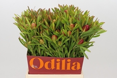 Leucadendron Ayoba Cherry Pearl 40cm Spray