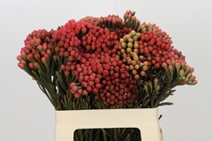 Brunia Laevis Red 60cm
