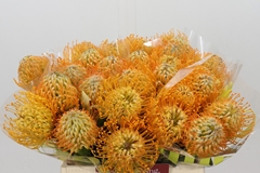 Leucospermum Jelena 40cm