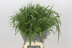 Panicum Fontaine 70cm