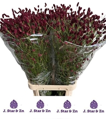 Sanguisorba Officinalis 100cm