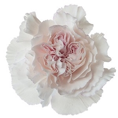 Dianthus Single Mudah Rosa 70cm