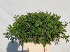 Weigela Florida Elstead 70cm