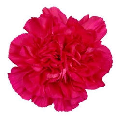 Dianthus Single Mandalay 55cm