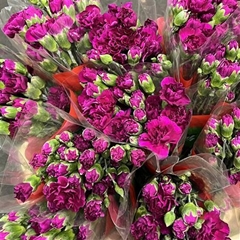 Dianthus Spray Vega 60cm