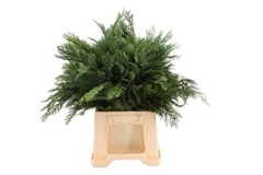 Coniferen Green 50cm