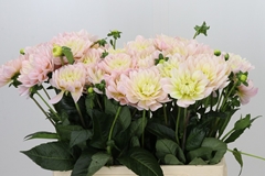 Dahlia Diana's Memory 60cm