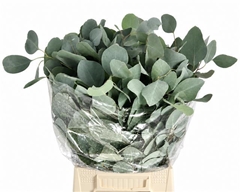 Eucalyptus Populus Per Bunch 50cm 150gr.