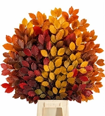 Fagus Autumn Per Bunch 75cm 150gr.