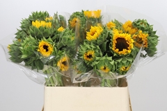 Helianthus Orange Fire 80cm