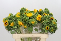 Helianthus Orange Fire 60cm