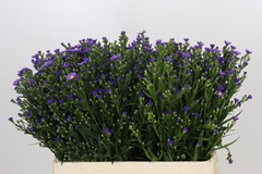 Aster Casamare 60cm 15gr.