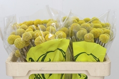 Craspedia Globosa Paintball Popup 50cm